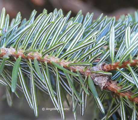 Abies cephalonica  © Mag. Angelika Ficenc