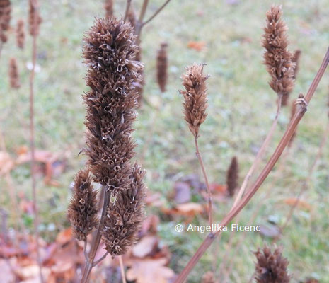 Agastache rugosa © Mag. Angelika Ficenc