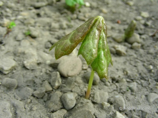 Podophyllum peltatum - Maiapfel, Jungpflanze  © Mag. Angelika Ficenc