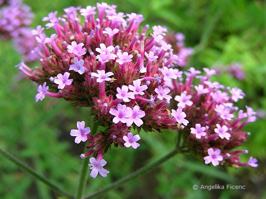 Verbena bonariensis  © Mag. Angelika Ficenc