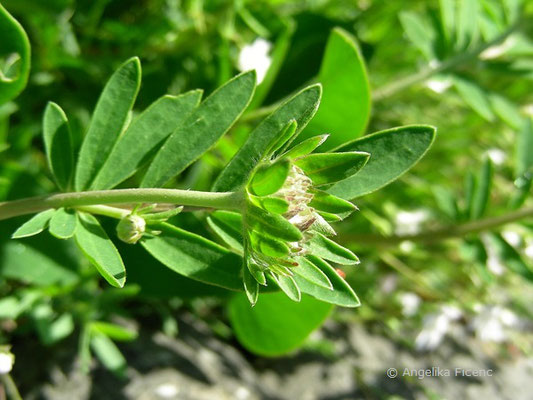 Anthyllus vulneraria ssp. alpicola - Alpen-Wundklee, Fiederblättchen   © Mag. Angelika Ficenc