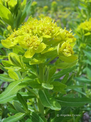 Euphorbia palustris - Sumpf-Wolfsmilch  © Mag. Angelika Ficenc