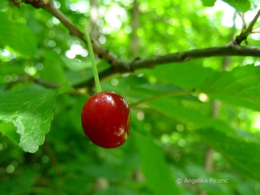 Prunus avium - Vogelkirsche  © Mag. Angelika Ficenc