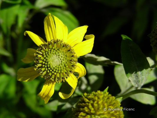 Rudbeckia laciniata - Schlitzblättriger Sonnenhut  © Mag. Angelika Ficenc