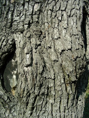 Pyrus spinosa - Pfirsichblättrige Birne, Stamm  © Mag. Angelika Ficenc