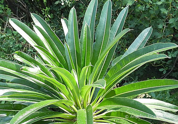 Pachypodium lamerei - Madagaskar Palme, Laubblätter