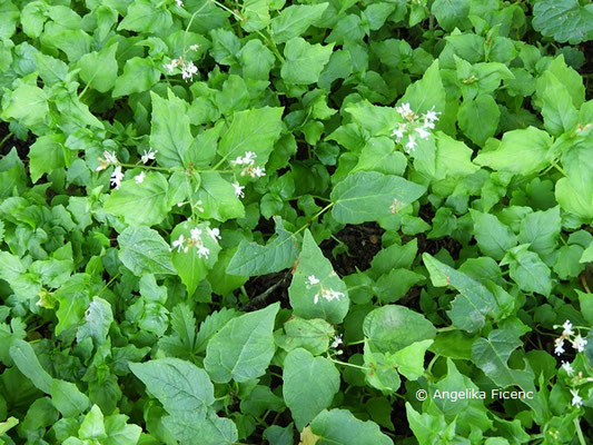 Circaea alpina  © Mag. Angelika Ficenc