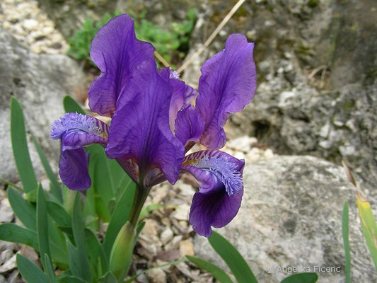 Iris pumila - Zwerg Iris, Blüten   © Mag. Angelika Ficenc