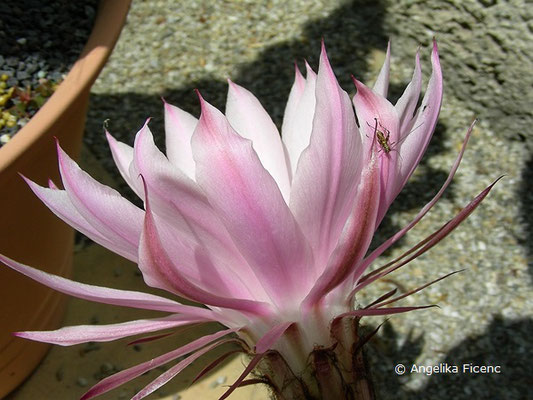 Echinopsis eyriesii, Blüte  © Mag. Angelika Ficenc