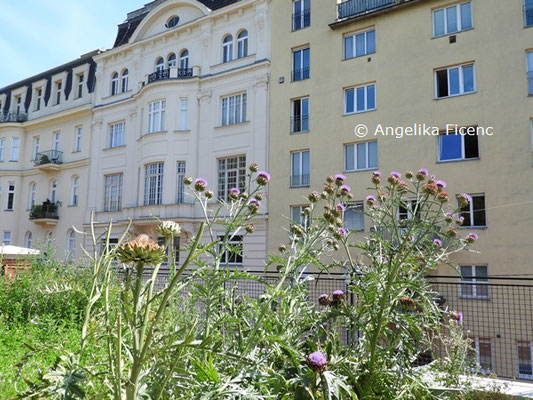 Cynara cardunculus © Mag. Angelika Ficenc