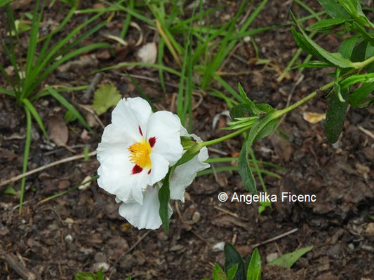 Cistus Decumbens © Mag. Angelika Ficenc