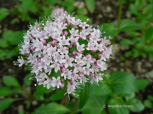 Valeriana montana - Bergbaldrian