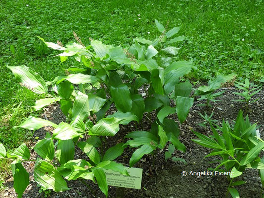 Maianthemum racemosum     © Mag. Angelika Ficenc