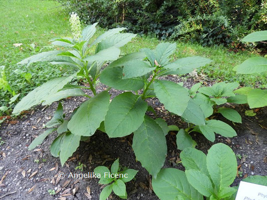 Phytolacca acinosa   © Mag. Angelika Ficenc