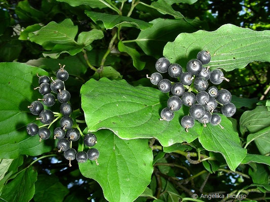 Cornus walteri - Baum Hartriegel,     © Mag. Angelika Ficenc