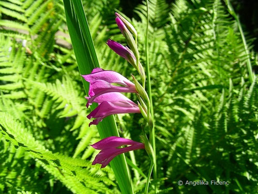 Gladiolus imbricatus - Dachziegelartige Siegwurz   © Mag. Angelika Ficenc