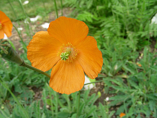 Papaver atlanticum - Marokkanischer Mohn  © Mag. Angelika Ficenc