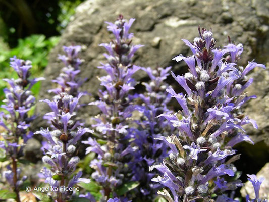 Ajuga tenorei valfreda - Lanzengünsel  © Mag. Angelika Ficenc