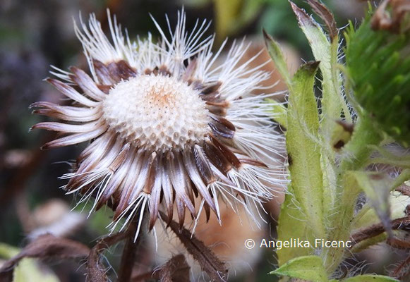 Heterotheca villosa © Mag. Angelika Ficenc