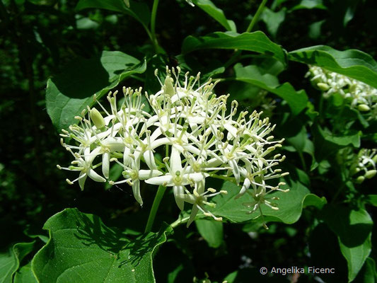 Cornus stricta - Steifer Hartriegel    © Mag. Angelika Ficenc