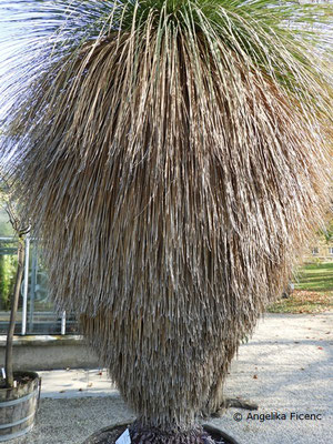 Australischer Grasbaum, Xanthorrhoea glauca subsp. glauca, © Mag. Angelika Ficenc