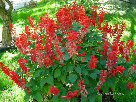 Salvia splendens - Pracht Salbei  © Mag. Angelika Ficenc