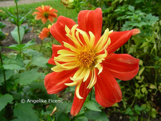 Dahlia "Stehlik"  © Mag. Angelika Ficenc