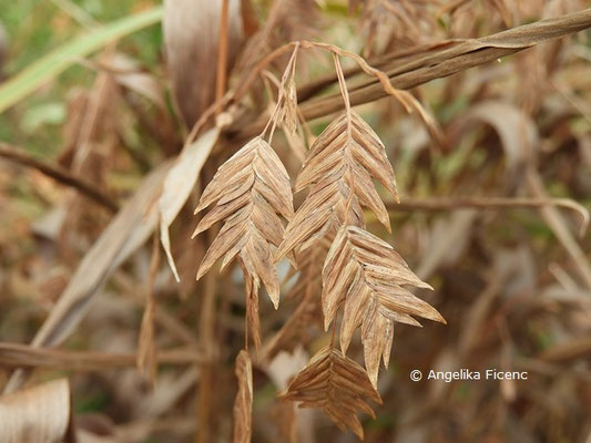 Chasmanthium latifolia  © Mag. Angelika Ficenc