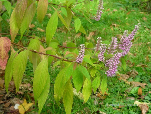 Elsholtzia stountonii - Chinesische Kamm Minze  © Mag. Angelika Ficenc