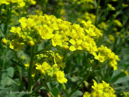 Alyssum saxatile - Felsensteinkraut  © Mag. Angelika Ficenc