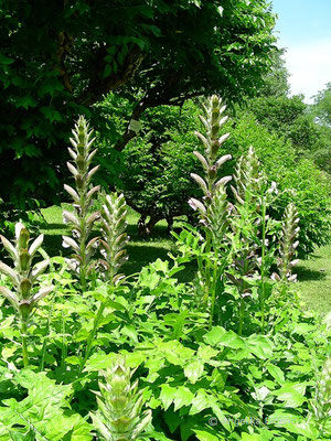 Acanthus mollis © Mag. Angelika Ficenc