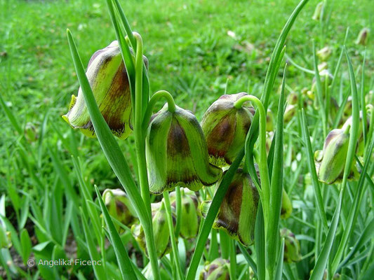 Fritillaria pontica - Pontus Fritillarie  © Mag. Angelika Ficenc