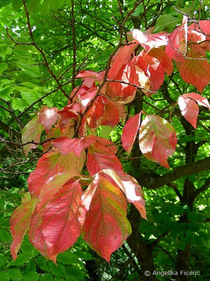 Cornus florida    © Mag. Angelika Ficenc