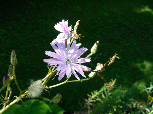 Cicerbita macrophyllum - Großblättriger Milchlattich, Blütenstand  © Mag. Angelika Ficenc