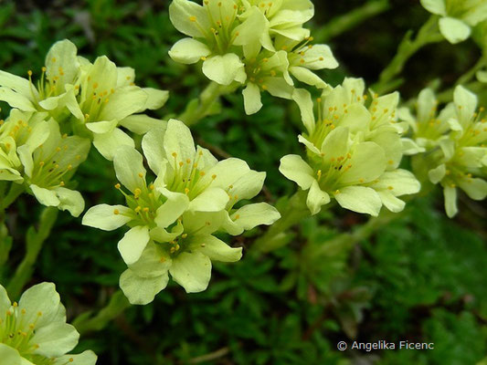 Saxifraga sancta - Steinbrech  © Mag. Angelika Ficenc