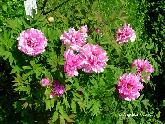 Paeonia x suffruticosa "Duchesse de Morny"   © Mag. Angelika Ficenc