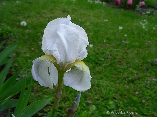 Iris x germanica - Deutsche Schwertlilie   © Mag. Angelika Ficenc