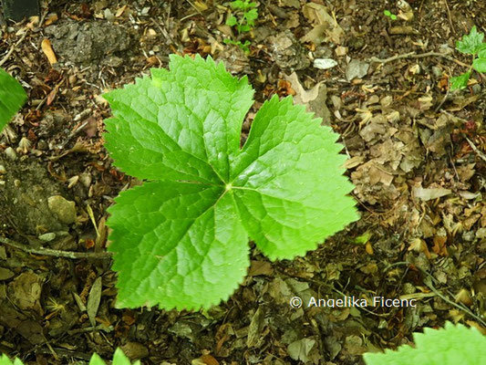 Dysosma aurantiocaulis © Mag. Angelika Ficenc