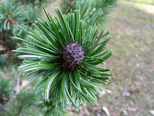 Pinus aristata - Grannen Kiefer  © Mag. Angelika Ficenc