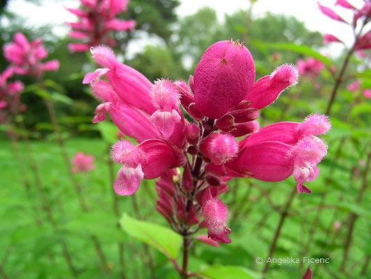 Salvia involucrata - Behüllter Salbei  © Mag. Angelika Ficenc