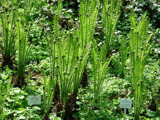 Matteuccia struthiopteris - Straußenfarn  © Mag. Angelika Ficenc