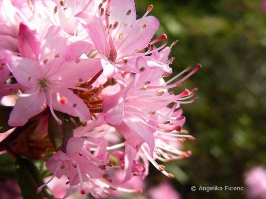 Rhododendron racemosum  © Mag. Angelika Ficenc