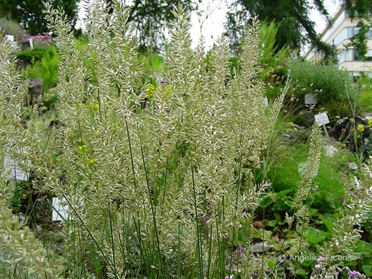 Koeleria macrantha - Zierliches Schillergras  © Mag. Angelika Ficenc