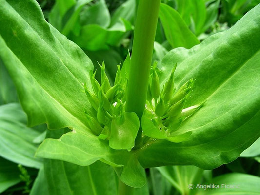 Gentiana lutea - Gelber Enzian  © Mag. Angelika Ficenc