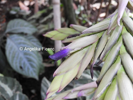 Tilandsia australis  © Mag. Angelika Ficenc