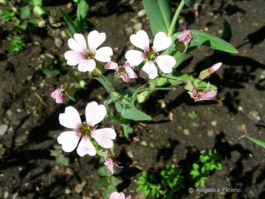 Vaccaria hispanica,   © Mag. Angelika Ficenc