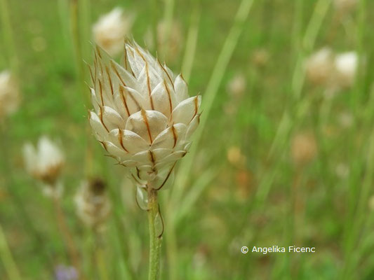 Catananche caerulea   © Mag. Angelika Ficenc