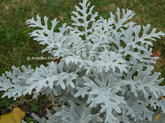 Senecio cineraria  © Mag. Angelika Ficenc