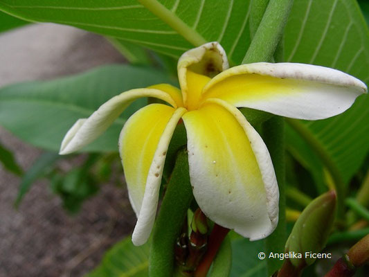 Sarcostemma sp., Blüte