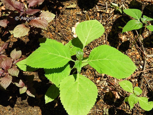 Collinsonia canadensis  © Mag. Angelika Ficenc